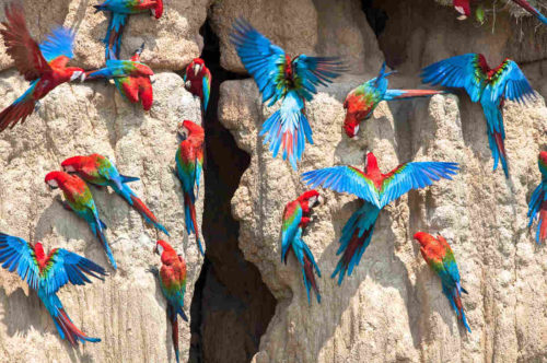 Pica, Parrots, and People – An NPR Articles Discusses Clay Eating